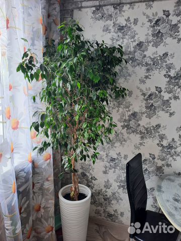 Комнатные растения