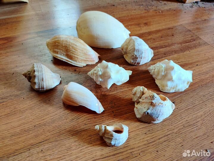 Морские ракушки