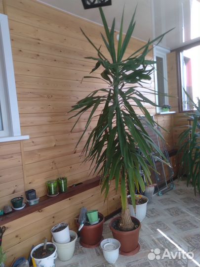 Пальма юкка