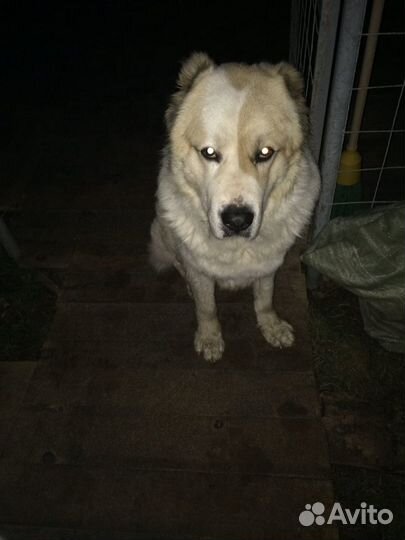 Алабай (вязка)