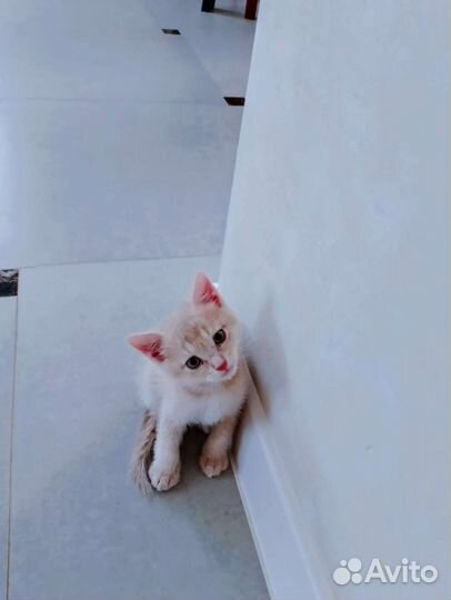 Кошка в дар бесплатно