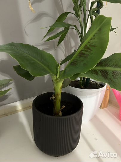 Банан комнатный