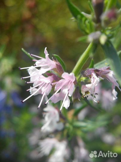 Саженцы иссопа(северная лаванда). Разные сорта