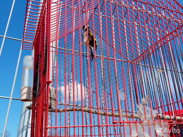 Птица щегол