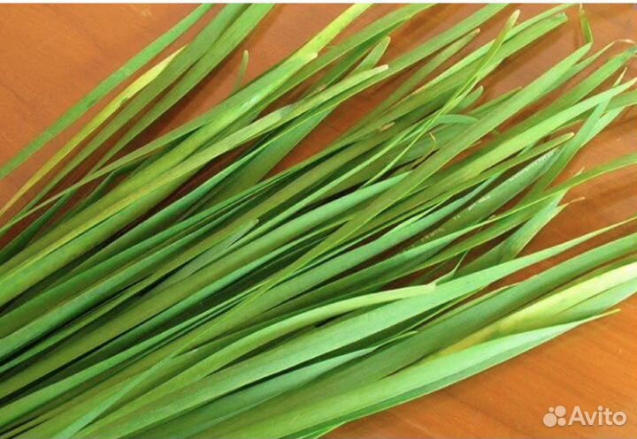 Лук джусай рассада