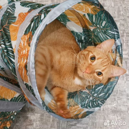 Кот в добрые руки