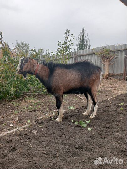 Козел Ламанча