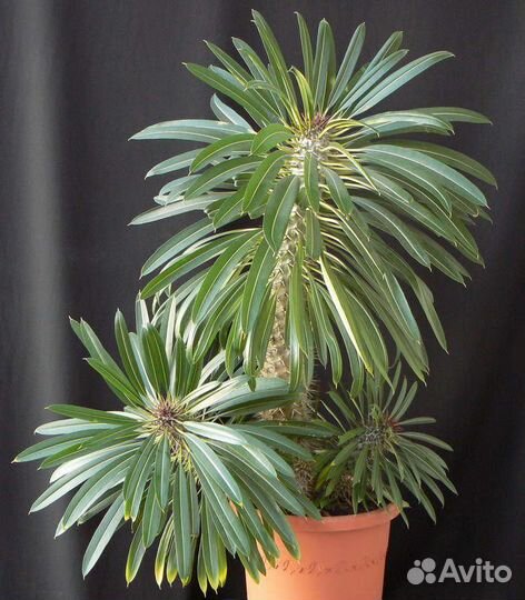 Пахиподиум Ламера семена