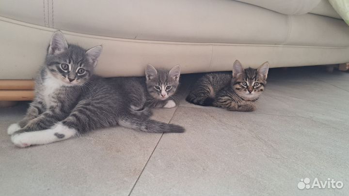 Красивые котята от умной кошки