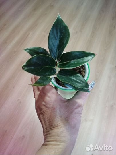 Аглаонема найт спаркл