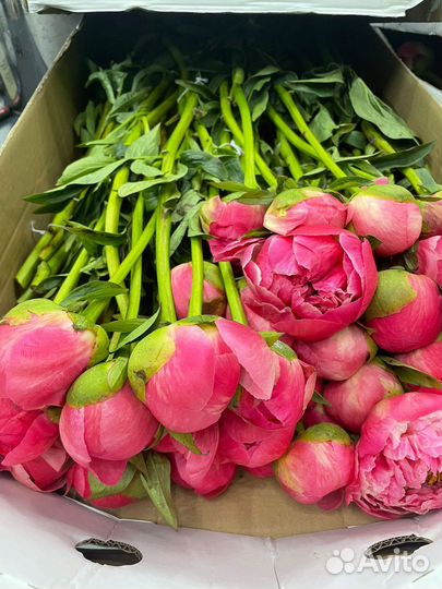 Цветы Пионы 9 15 25 Розы с доставкой