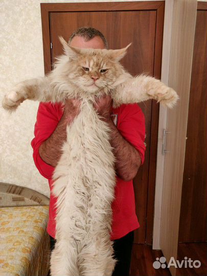 Мейн-кун кот. Вязка