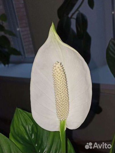 Спатифиллум Сенсация