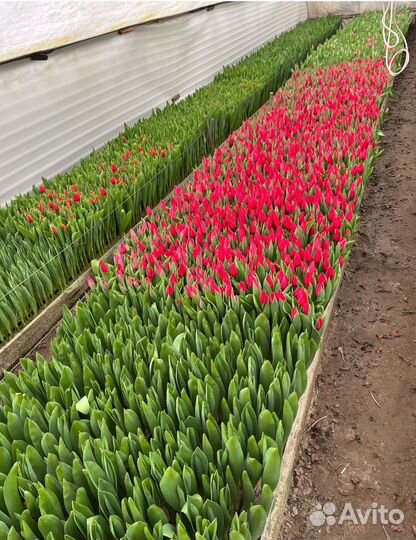 Луковицы тюльпана 10/11/12+ опт