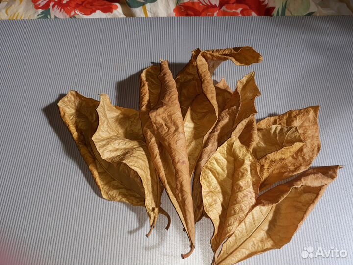 Листья Терминалии катаппа (Индийский миндаль)