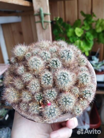 Кактусы,суккуленты, и другие растения