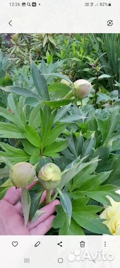 Корни пионов