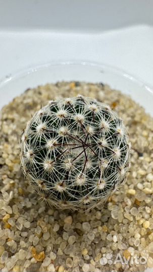 Кактусы и суккуленты москва