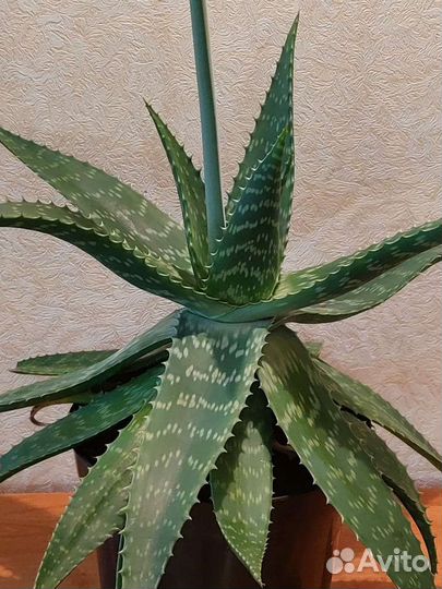 Цветущий Алоэ Вера