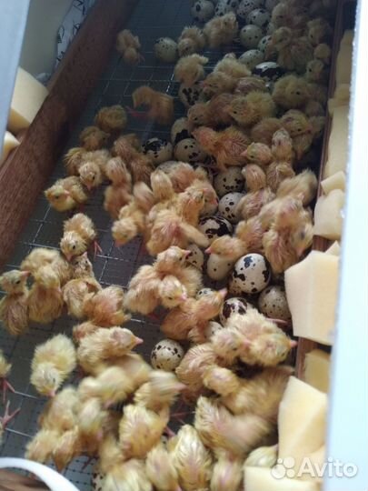 Яйцо инкубационное перепелов техасцы и селадоны