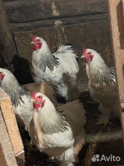 Петухи брама