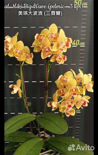 Сортовая орхидея сеянцы пелорик