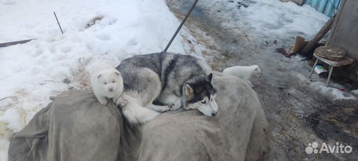 Щенки хаски