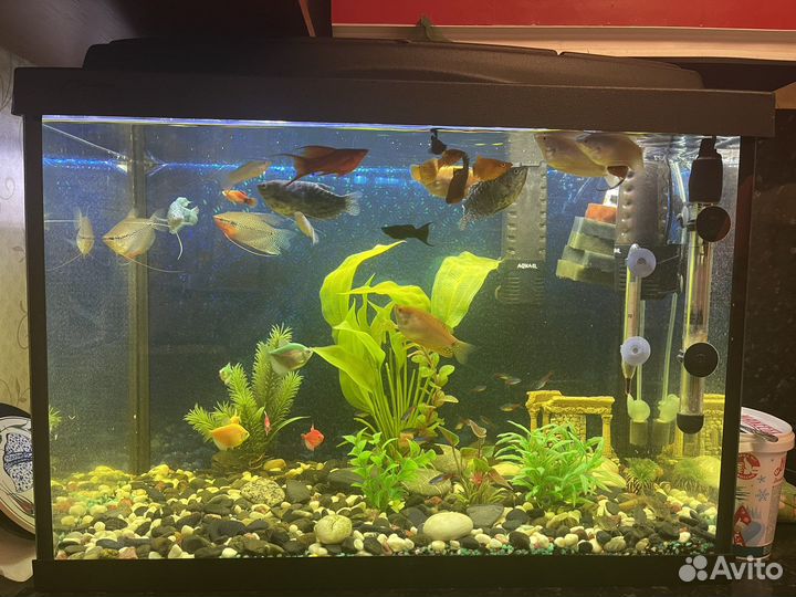 Аквариум на 120 литров. Полный комплект с рыбами