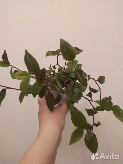 Цветы комнатные