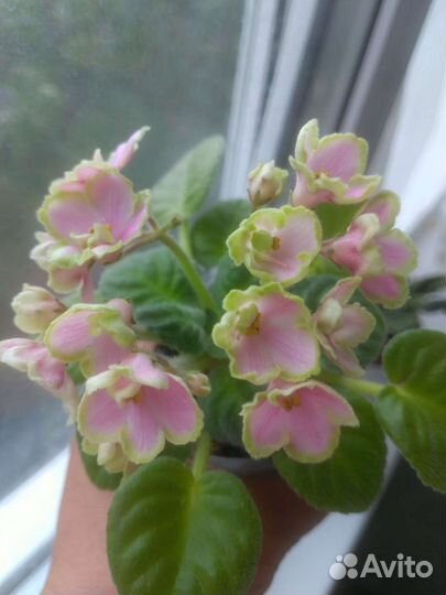 Мини фиалки (листовой черенок)