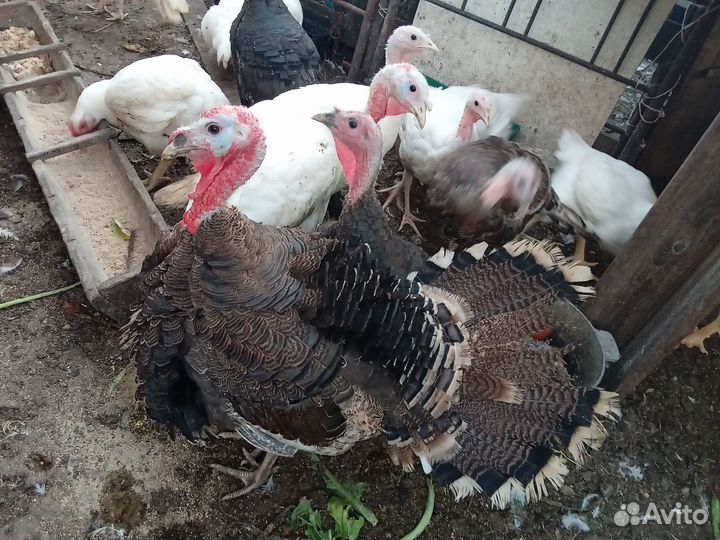 Индюки бронза