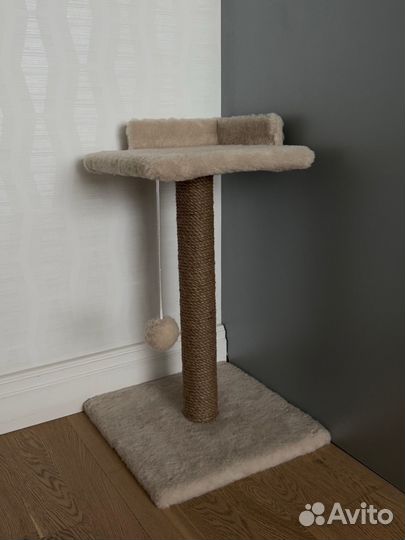 Абиссинский котёнок