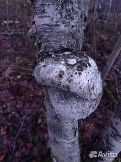 Сувель березовый