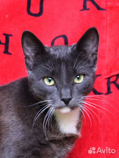 Котик в добрые руки