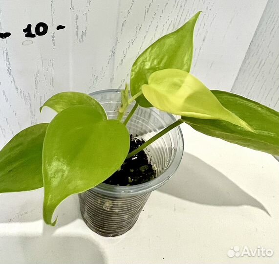Филодендрон сканденс лимон Лайм