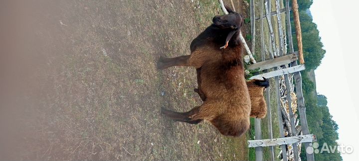 Курдючный баран племенной