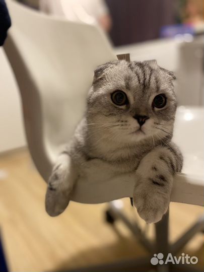 Кот для вязки