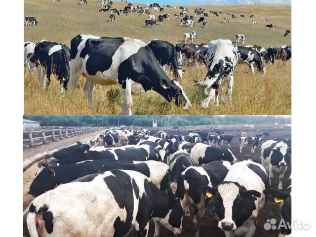 Нетели Телки племенные молочные высокий удой