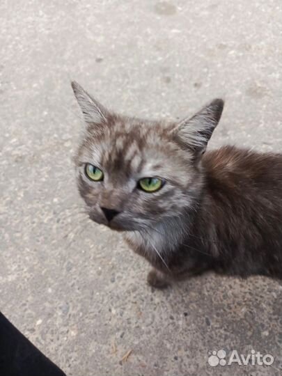 Кошка в дар