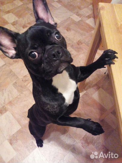 Уход за животными на время отпуска