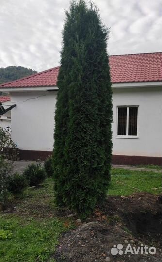 Туя Колумна