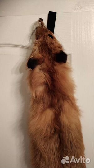 Шкурка лисы