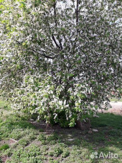 Сено в тюках