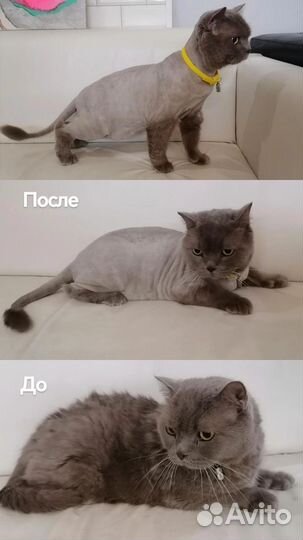 Груминг, стрижка собак и кошек. Выезд на дом