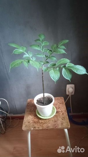 Аморфофаллус. Комнатная пальма