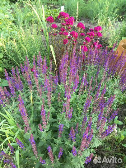 Шалфей дубравный