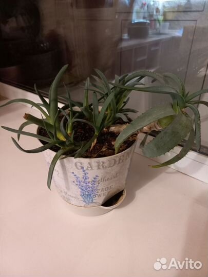 Алоэ в горшке