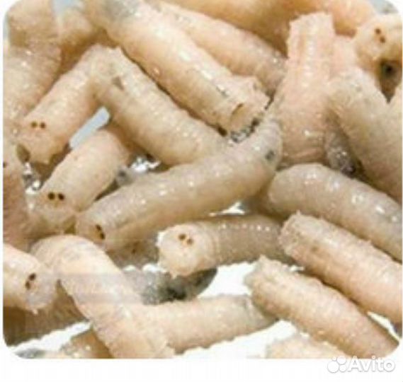 Опарыш белый, красный