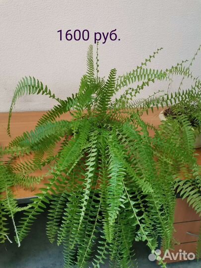 Папоротник