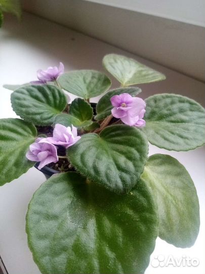 Цветущие фиалки